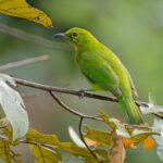 Greater Green Leafbird (image by Andre Ambrose D'Penha)