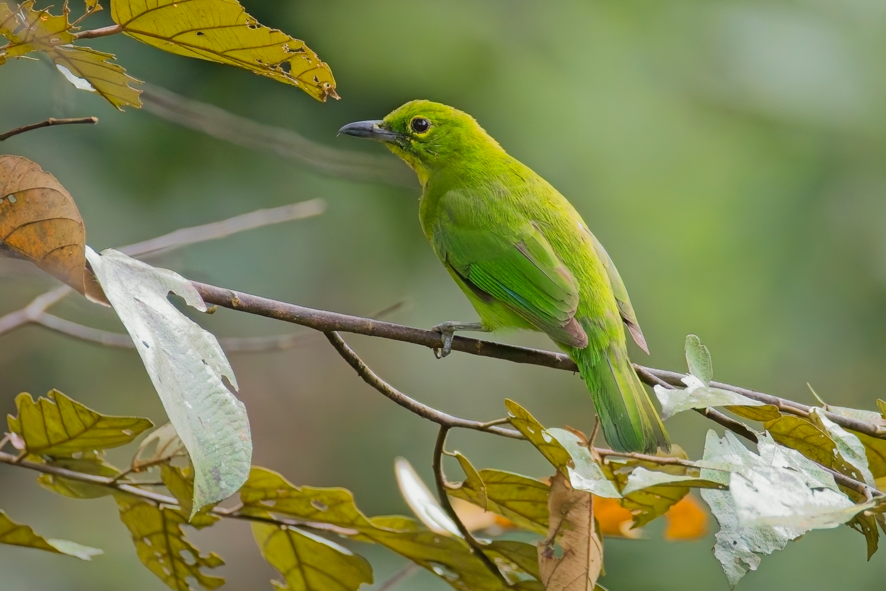 Greater Green Leafbird (image by Andre Ambrose D'Penha)