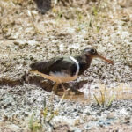 Greater Painted-snipe (image by Andre Ambrose D'Penha)