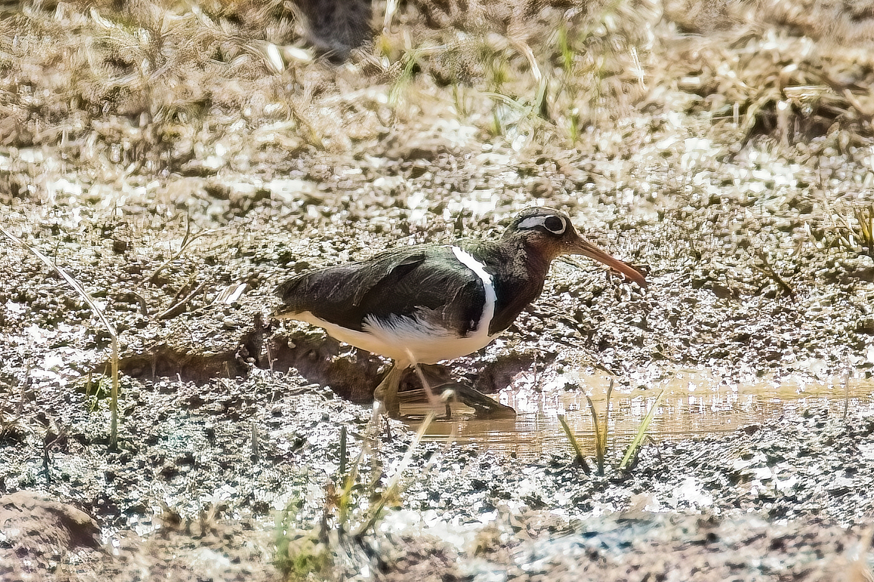 Greater Painted-snipe (image by Andre Ambrose D'Penha)