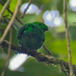 Green Broadbill (image by Andre Ambrose D'Penha)