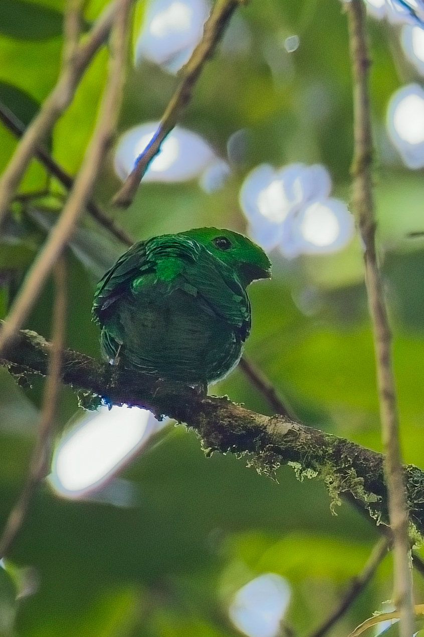 Green Broadbill (image by Andre Ambrose D'Penha)