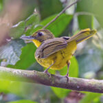 Green-tailed Bristlebill (image by Pete Morris)