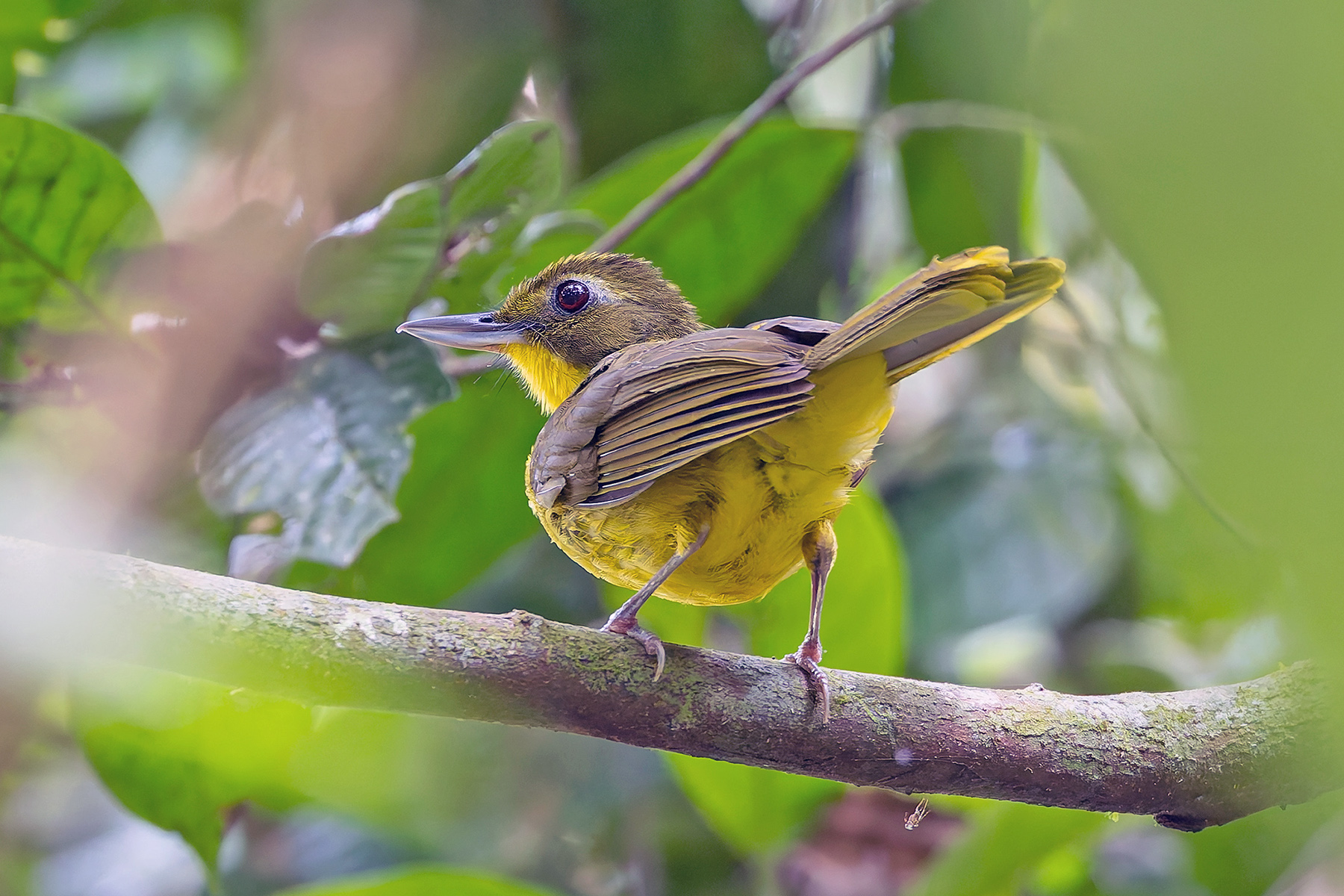 Green-tailed Bristlebill (image by Pete Morris)