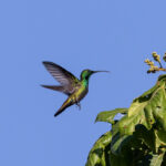 Green-throated Mango (image by Johannes Ferdinand)