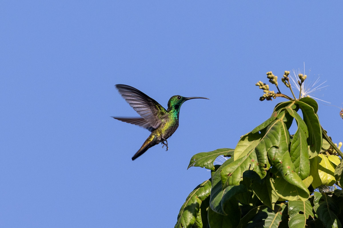 Green-throated Mango (image by Johannes Ferdinand)
