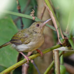 Grey Longbill (image by Pete Morris)
