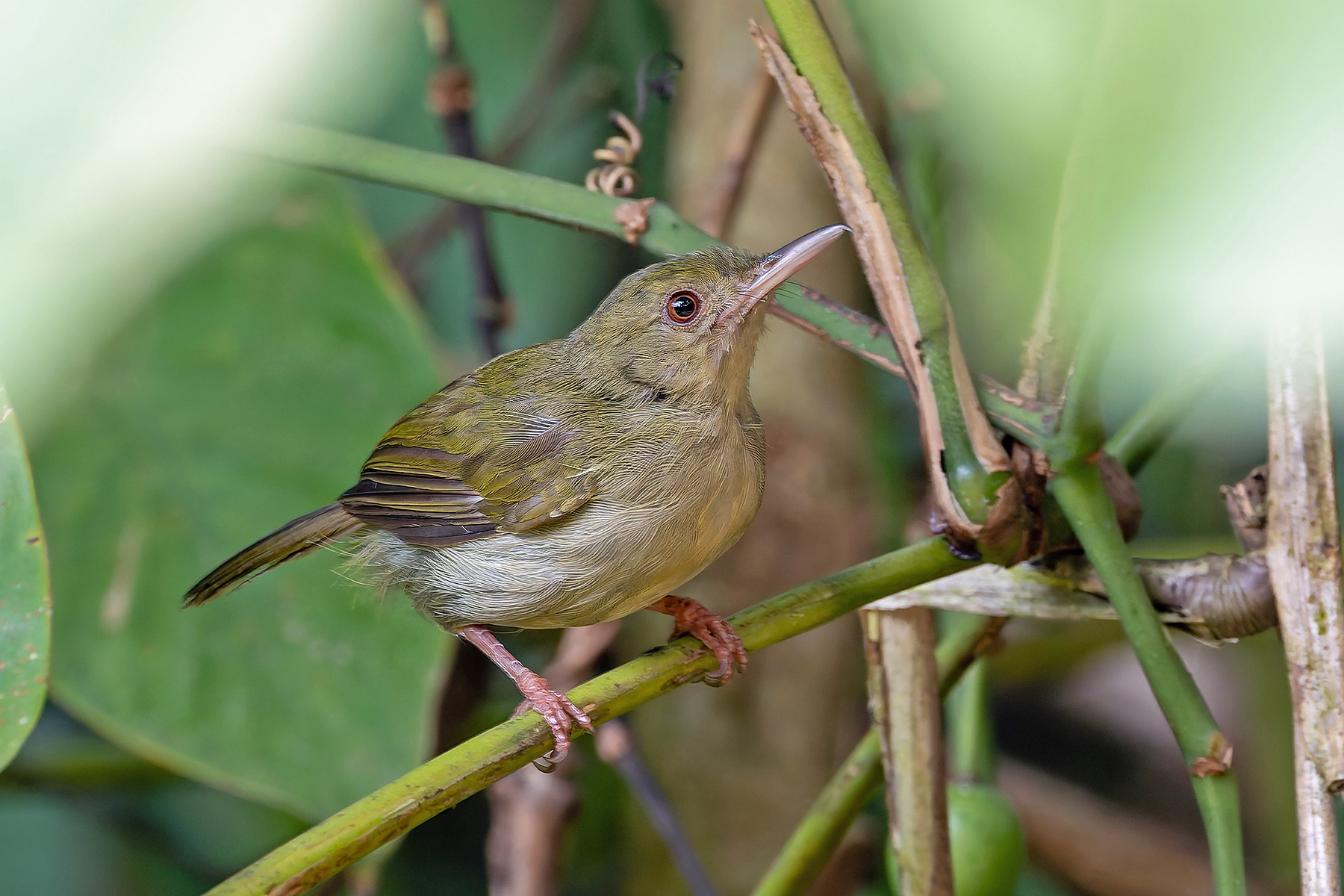 Grey Longbill (image by Pete Morris)