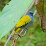 Grey-bellied Bulbul (image by Andre Ambrose D'Penha)