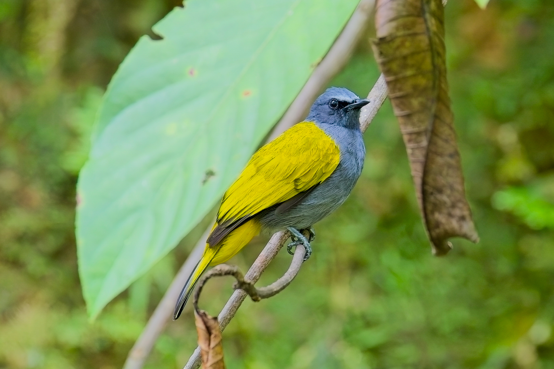 Grey-bellied Bulbul (image by Andre Ambrose D'Penha)