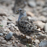 Grey-breasted Seedsnipe (image by Paul McLelland)