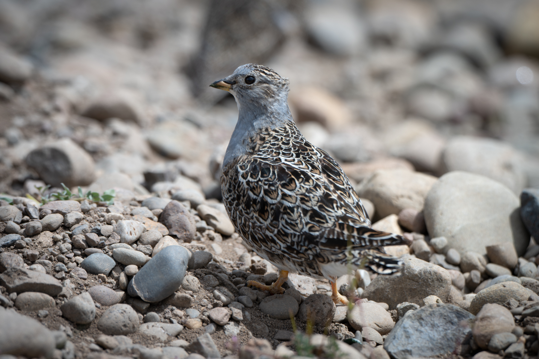 Grey-breasted Seedsnipe (image by Paul McLelland)