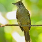 Grey-cheeked Bulbul (image by Andre Ambrose D'Penha)