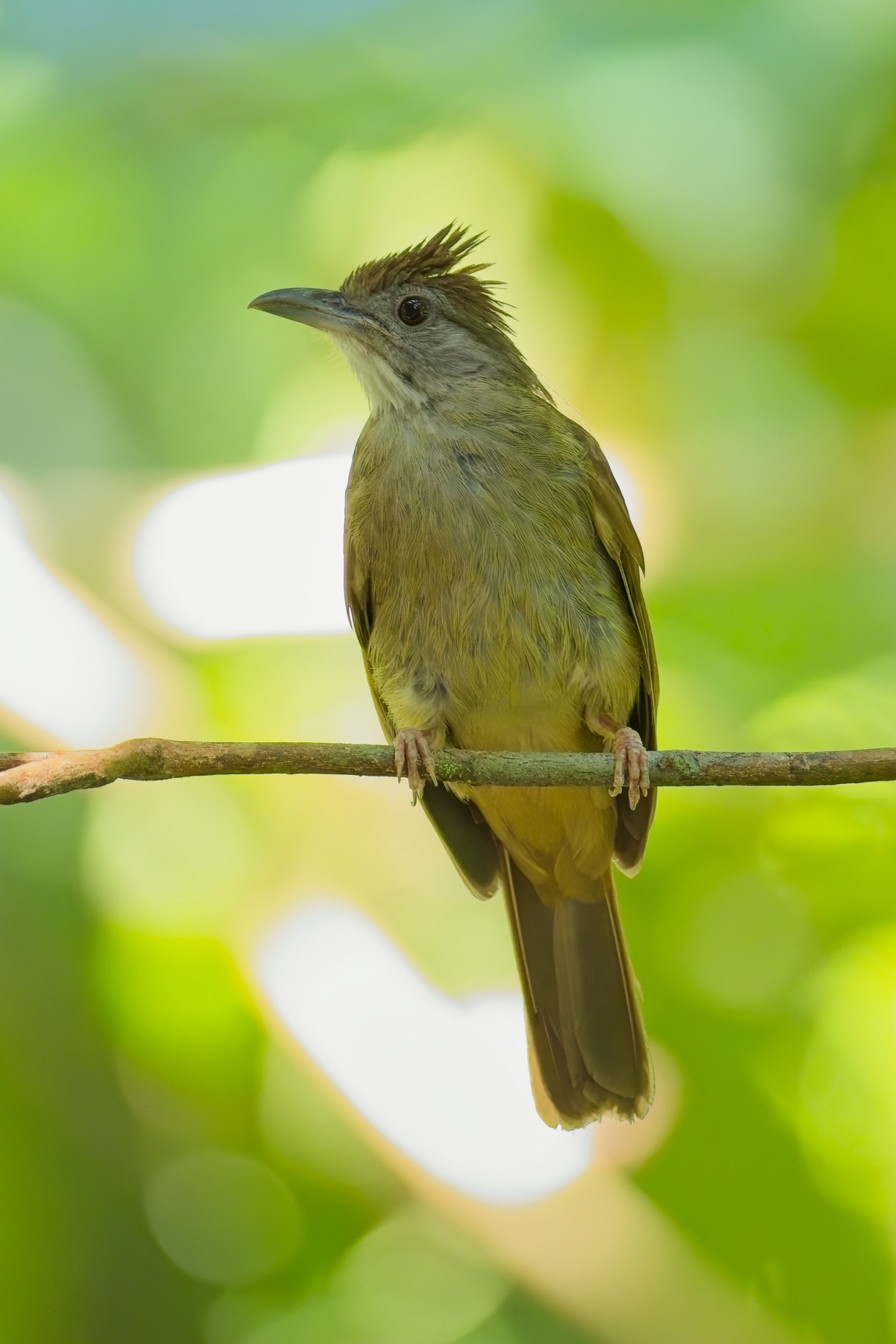 Grey-cheeked Bulbul (image by Andre Ambrose D'Penha)
