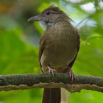 Grey-cheeked Bulbul (image by Andre Ambrose D'Penha)
