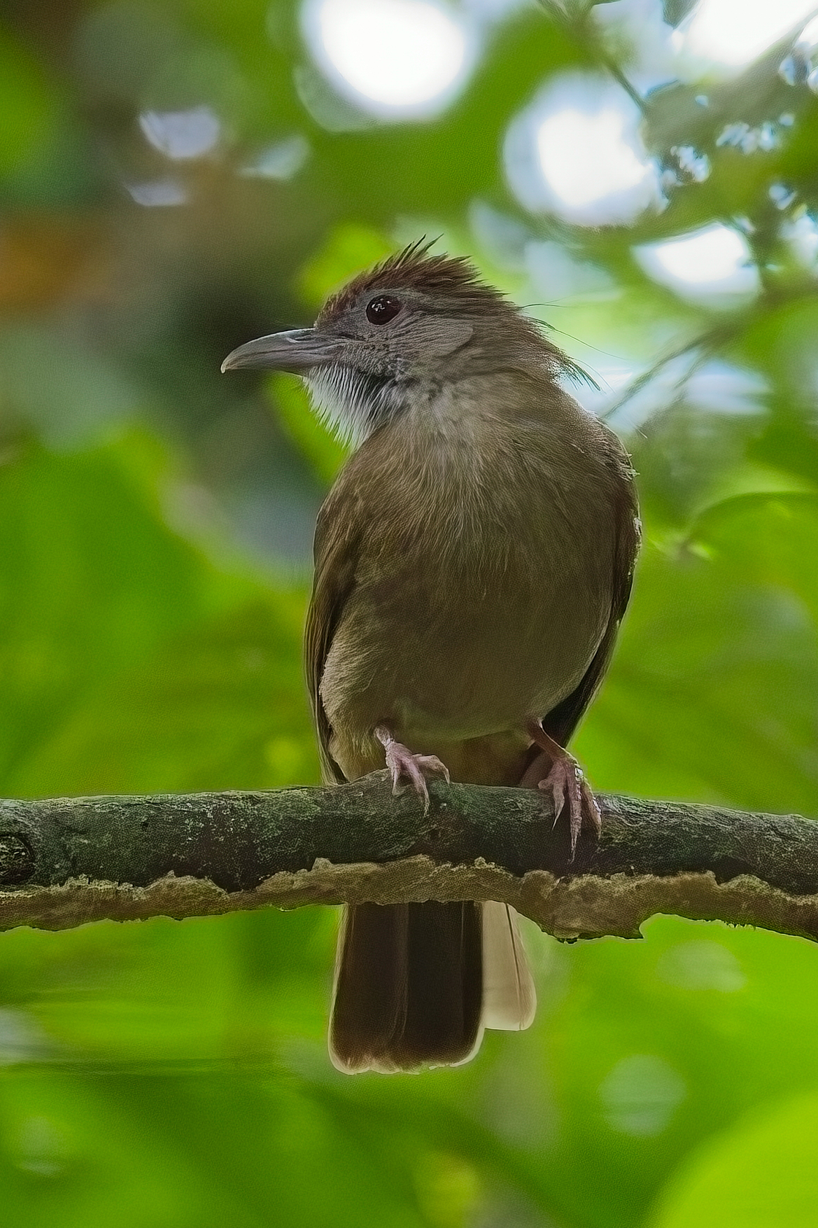 Grey-cheeked Bulbul (image by Andre Ambrose D'Penha)