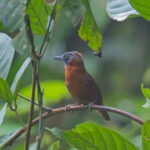 Grey-headed Babbler (image by Andre Ambrose D'Penha)