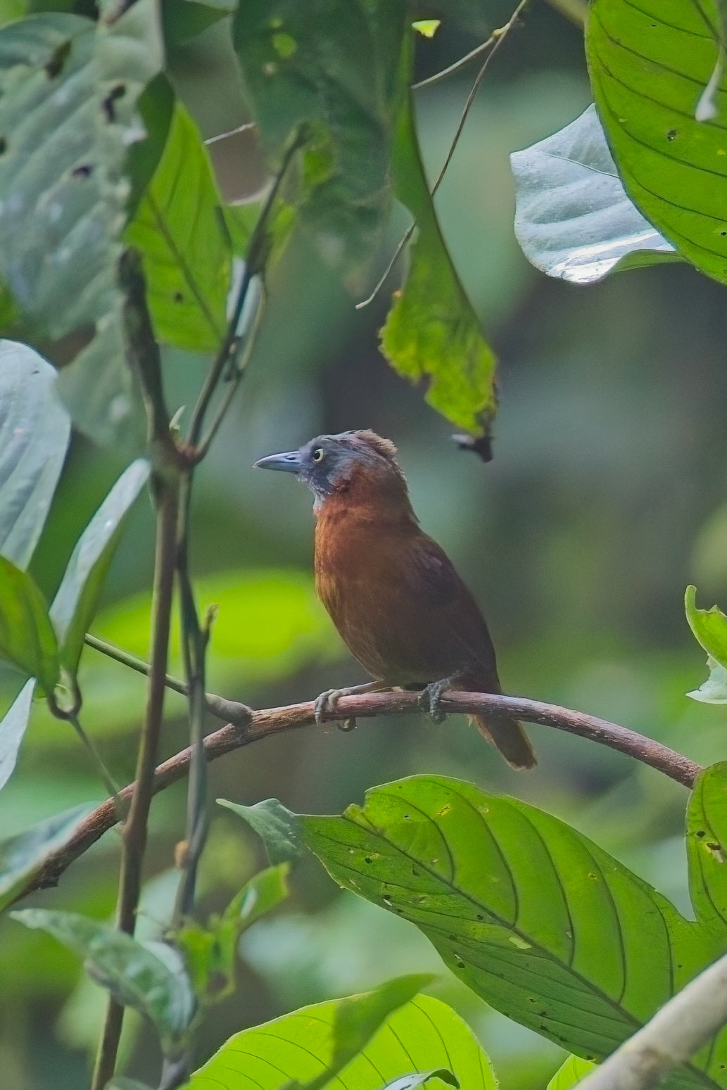 Grey-headed Babbler (image by Andre Ambrose D'Penha)