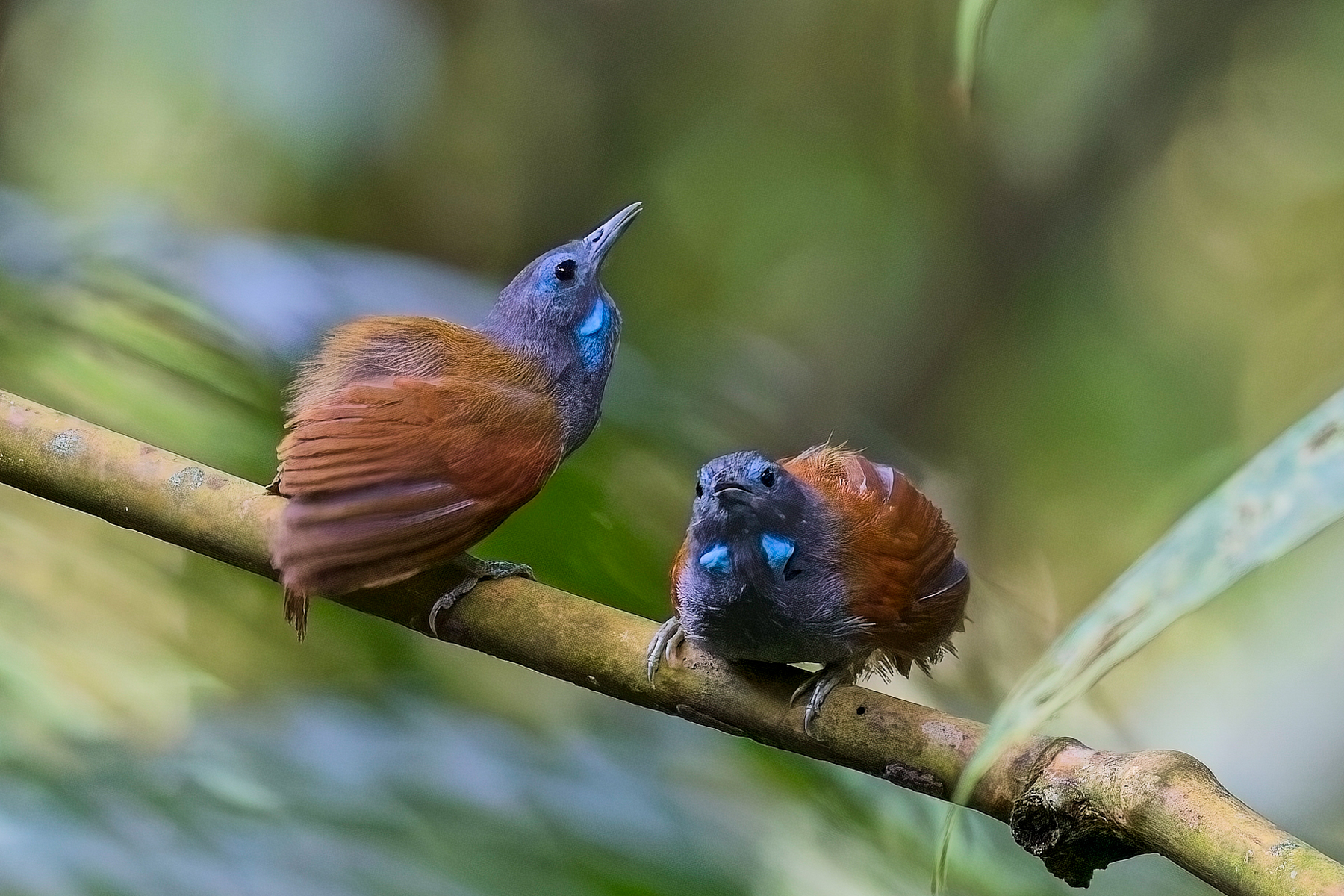 Grey-hooded Babblers (image by Andre Ambrose D'Penha)