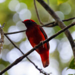 Guianan Red-Cotinga (image by Leo Garrigues)