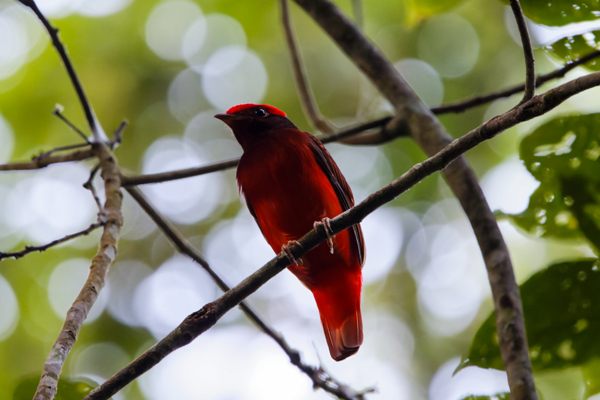 Guianan Red-Cotinga (image by Leo Garrigues)
