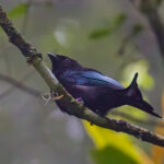 Hair-crested Drongo (image by Andre Ambrose D'Penha)