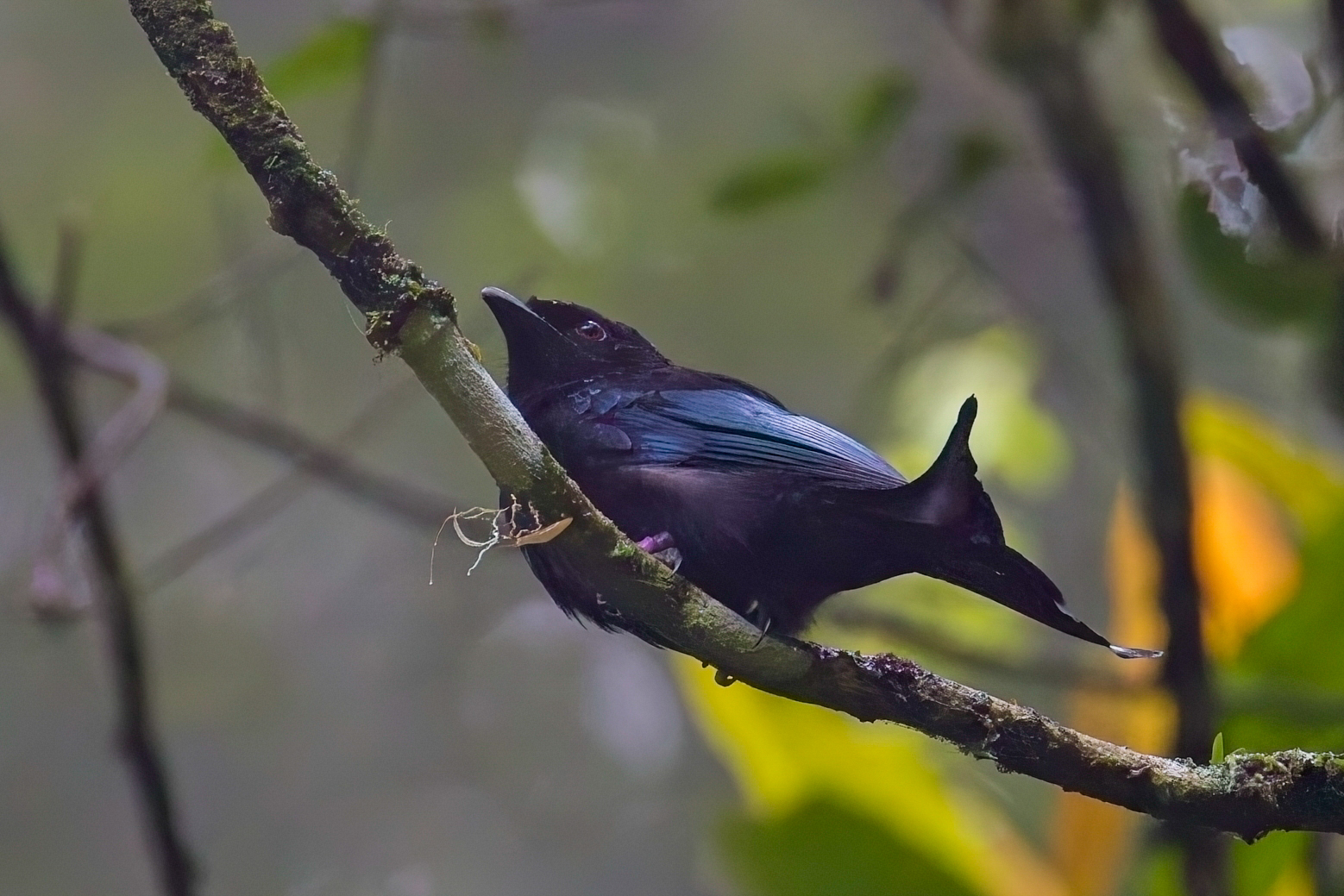 Hair-crested Drongo (image by Andre Ambrose D'Penha)