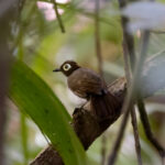 Harlequin Antbird (image by Johannes Ferdinand)