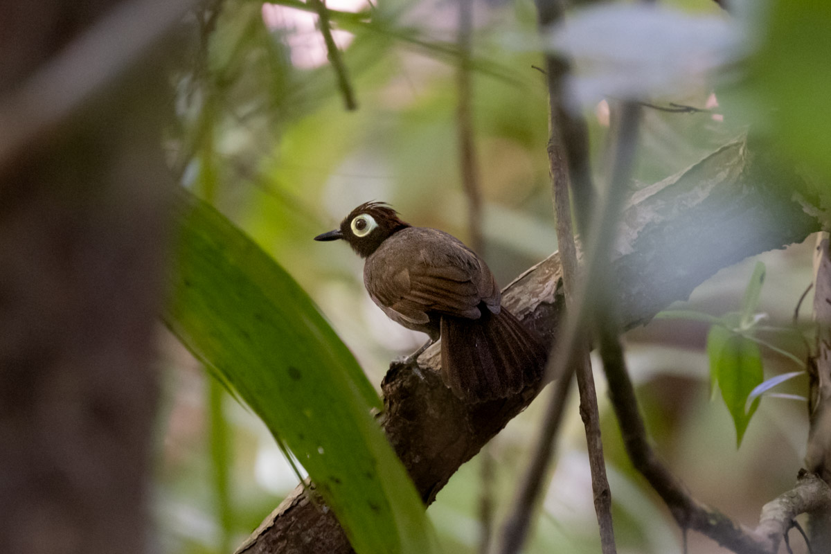 Harlequin Antbird (image by Johannes Ferdinand)