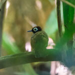 Harlequin Antbird (image by Leo Garrigues)