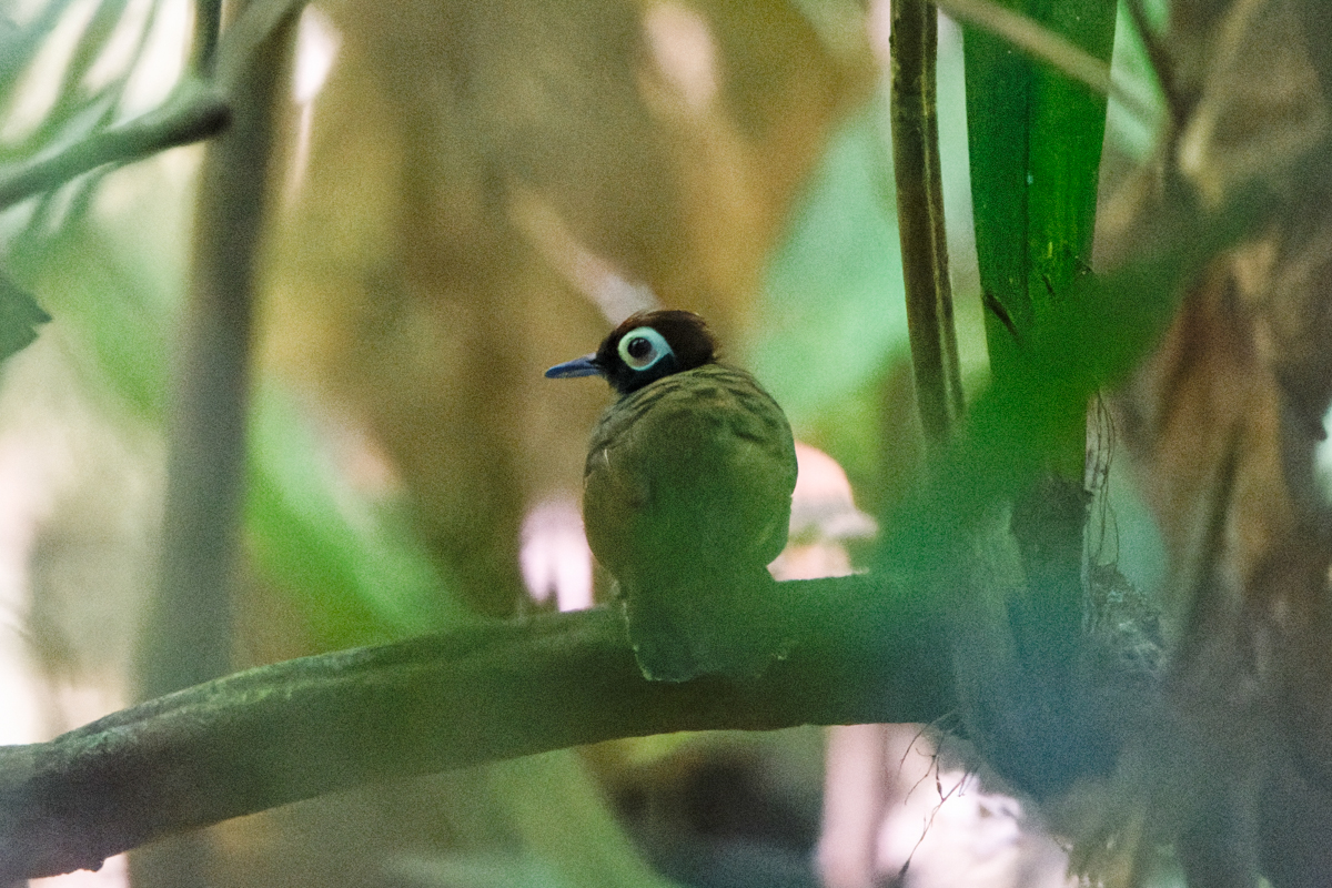 Harlequin Antbird (image by Leo Garrigues)