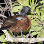 Hartlaub's Duck (image by Pete Morris)