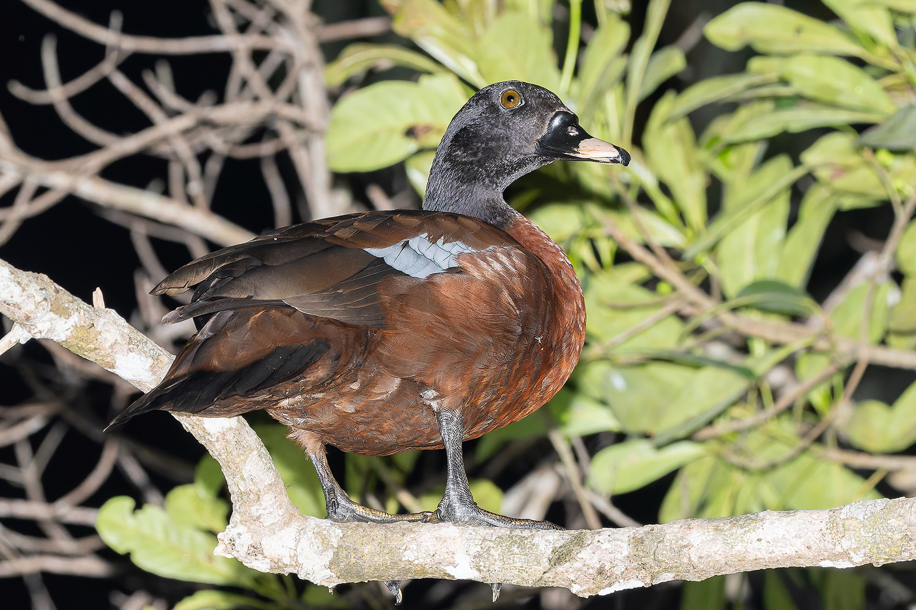 Hartlaub's Duck (image by Pete Morris)