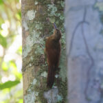 Hoffman's Woodcreeper (image by Leo Garrigues)