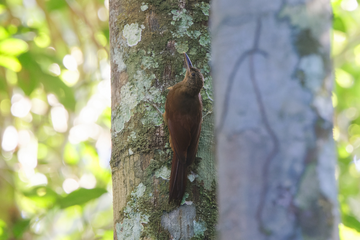 Hoffman's Woodcreeper (image by Leo Garrigues)