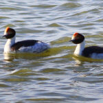 Hooded Grebes (image by Mark Pearman)