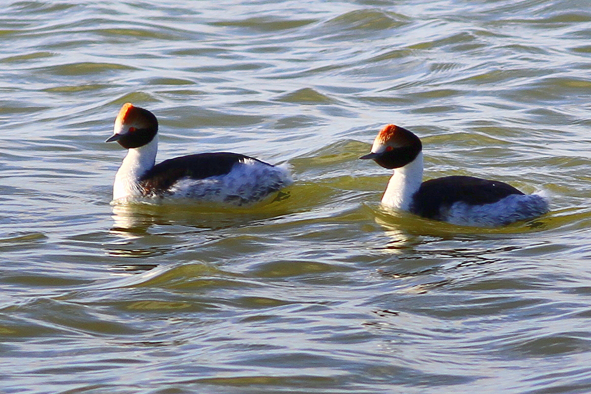 Hooded Grebes (image by Mark Pearman)