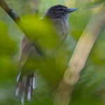 Hook-billed Bulbul (image by Andre Ambrose D'Penha)