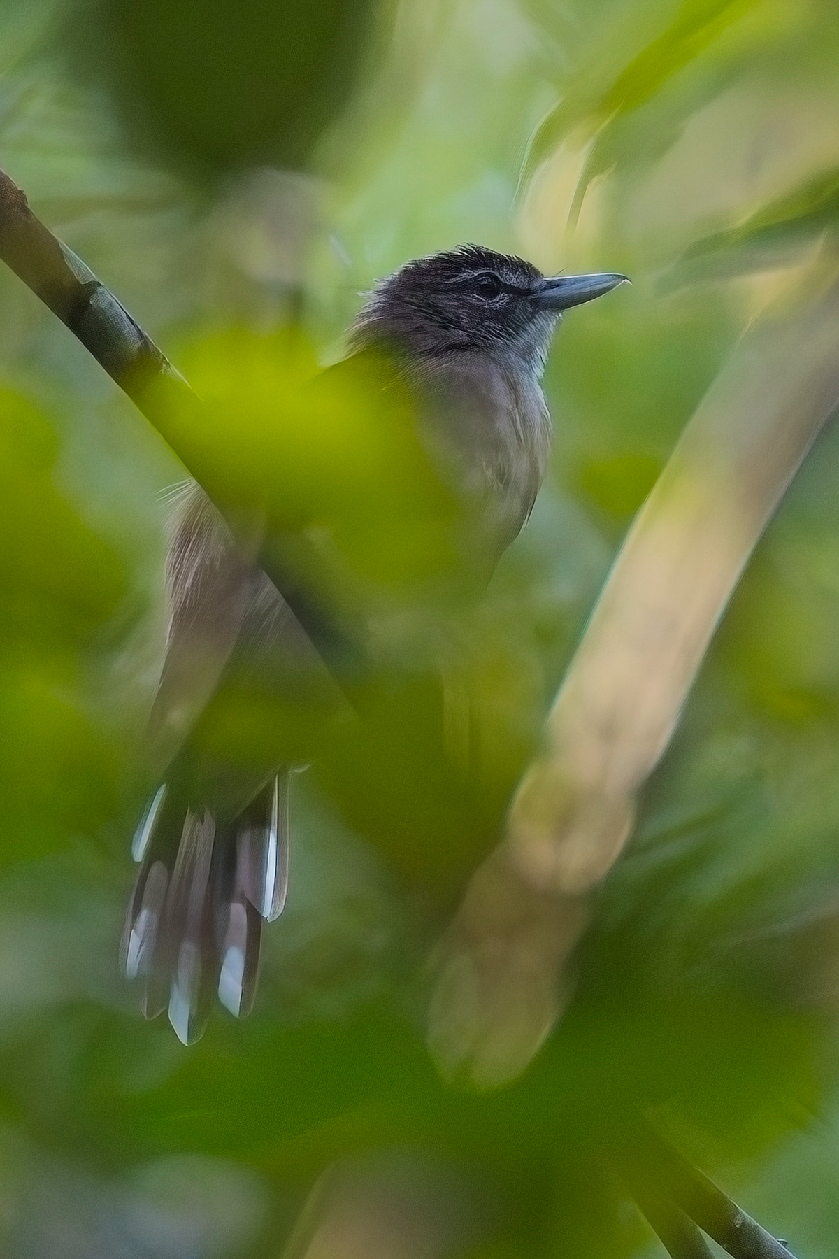 Hook-billed Bulbul (image by Andre Ambrose D'Penha)