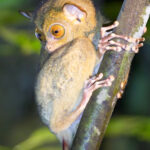 Horsfield's Tarsier (image by Andre Ambrose D'Penha)