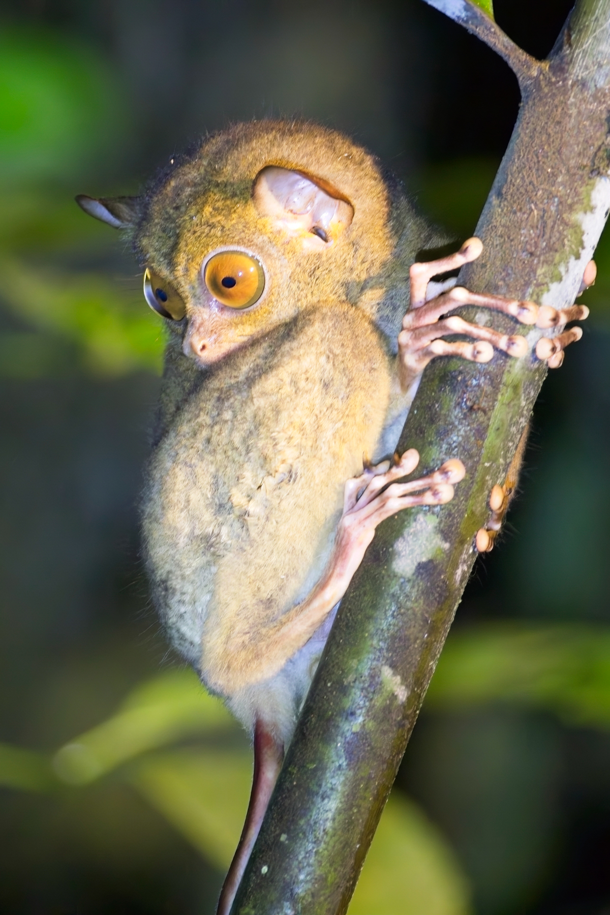 Horsfield's Tarsier (image by Andre Ambrose D'Penha)