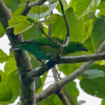 Hose's Broadbill (image by Andre Ambrose D'Penha)