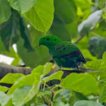 Hose's Broadbill (image by Andre Ambrose D'Penha)