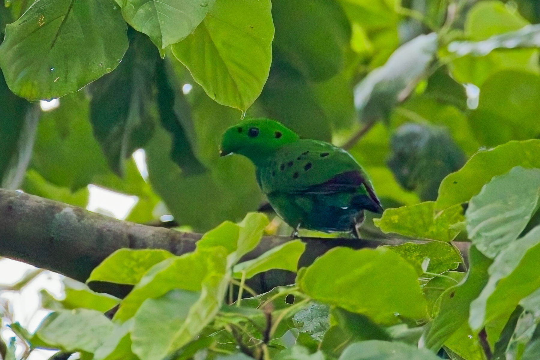 Hose's Broadbill (image by Andre Ambrose D'Penha)
