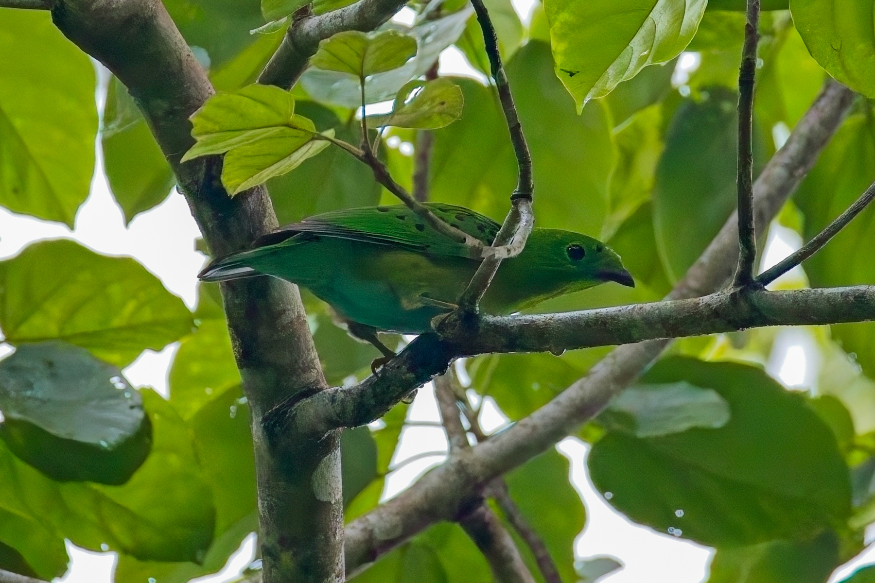 Hose's Broadbill (image by Andre Ambrose D'Penha)