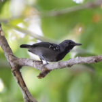 Ihering's Antwren (image by Leo Garrigues)