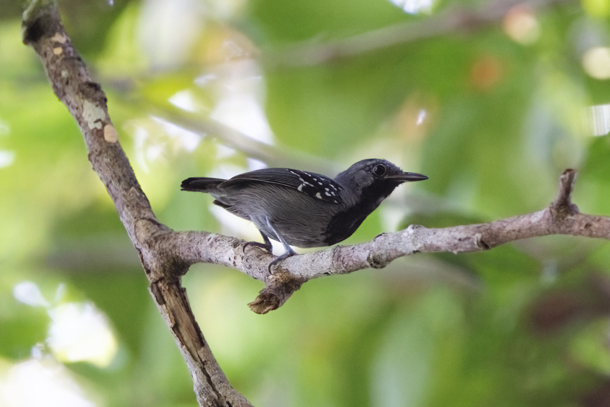 Ihering's Antwren (image by Leo Garrigues)