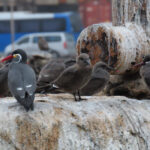 Inca Terns (image by Mark Pearman)