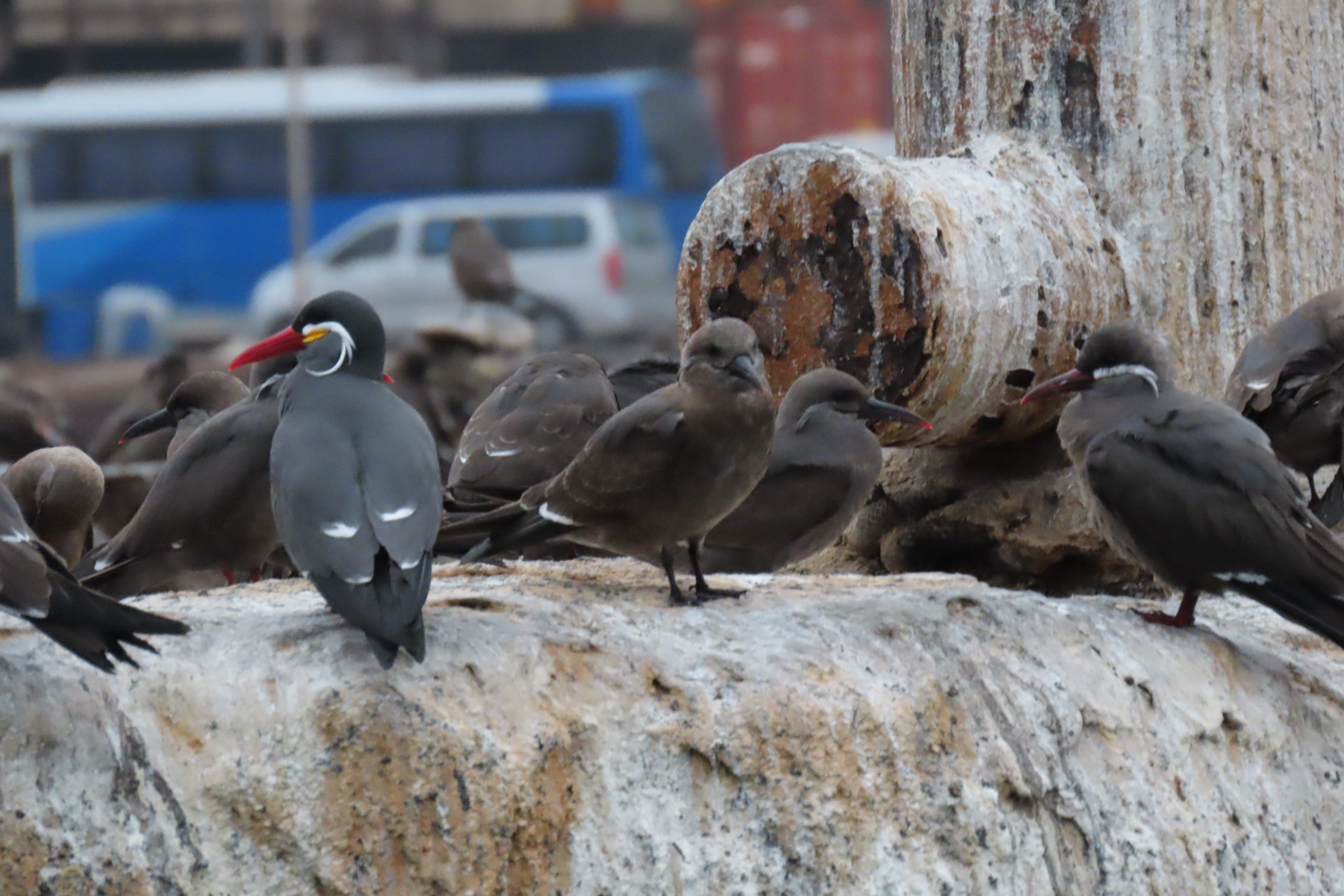 Inca Terns (image by Mark Pearman)