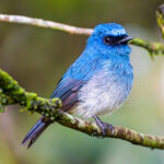 Indigo Flycatcher (image by Andre Ambrose D'Penha)